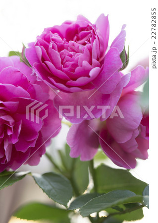 薔薇 バラ プリンセスアン デビッドオースチンの写真素材