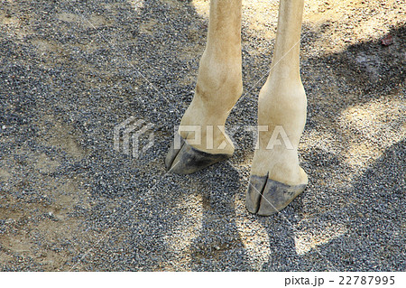 足 キリン きりん 蹄の写真素材