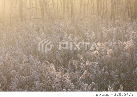 霜 自然現象 葦 冬の朝の写真素材