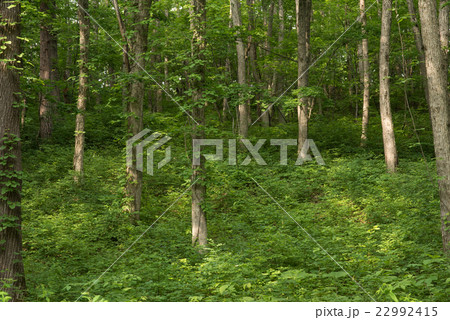 ナラの木 広葉樹の写真素材 - PIXTA