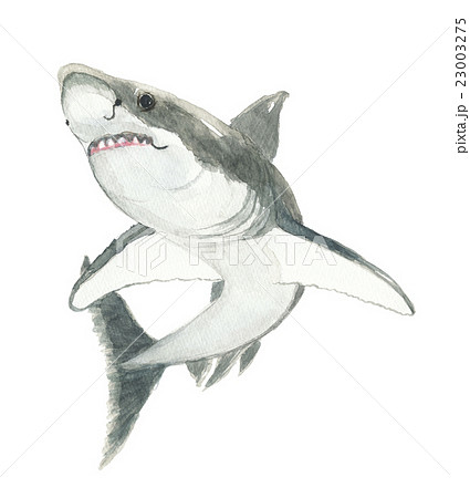 魚 魚類 サメ ホオジロザメのイラスト素材