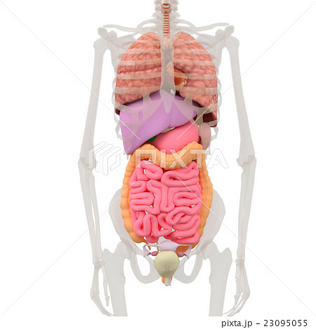 人体 女性 内臓 3dcgのイラスト素材