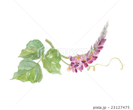 葛の花のイラスト素材