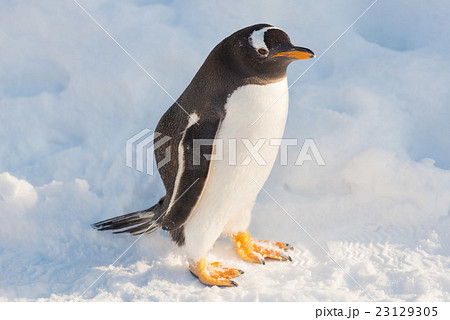 ペンギンウォークの写真素材