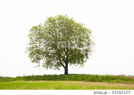 胡桃 クルミ 木 一本木の写真素材