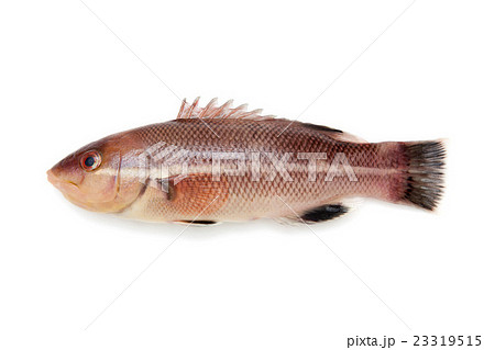 コブダイの幼魚の写真素材 コブダイの幼魚の写真素材