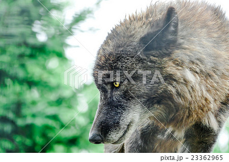 シンリンオオカミ 狼 横顔 動物の写真素材