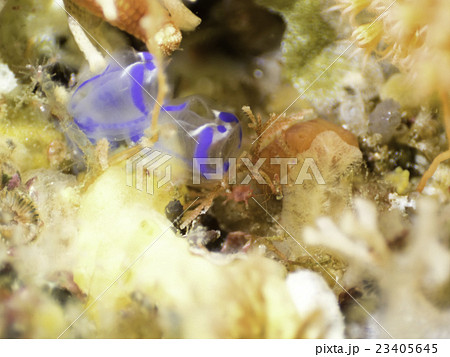 老海鼠の写真素材