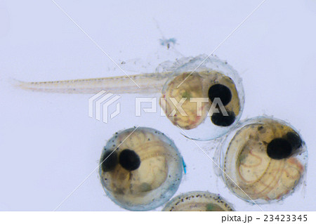 メダカ 魚 発生 卵の写真素材