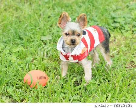 ラグビーボール ラガーマン 犬 ラグビーの写真素材