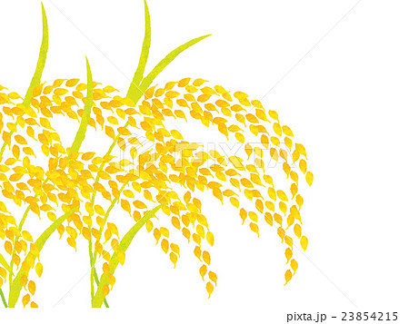 Rice Cultivation Illustrations