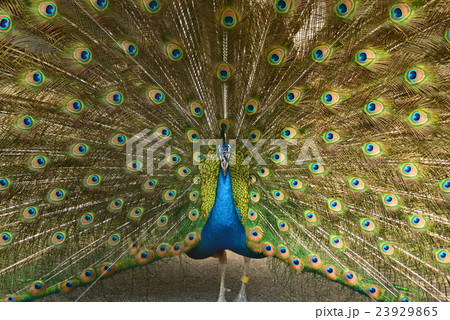 インドの国鳥の写真素材
