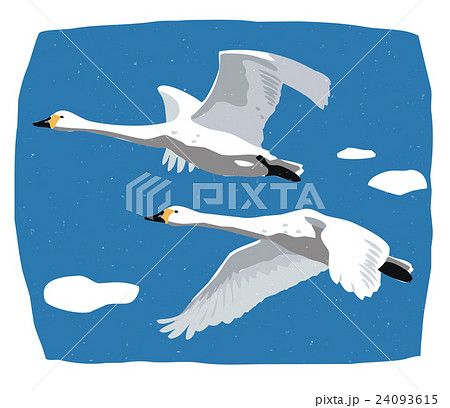 オオハクチョウ 白鳥 鳥 鳥類のイラスト素材 Pixta