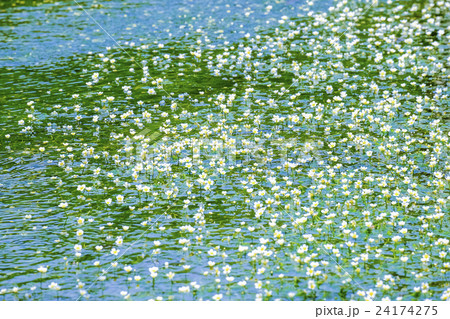 梅花藻の花の写真素材 - PIXTA