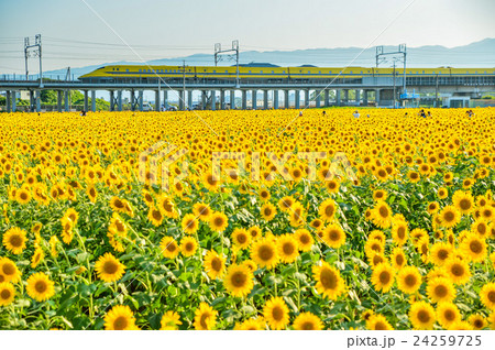 ドクターイエロー ひまわり畑 大垣 岐阜の写真素材