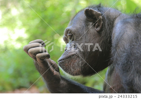 チンパンジー 横顔 動物 猿の写真素材