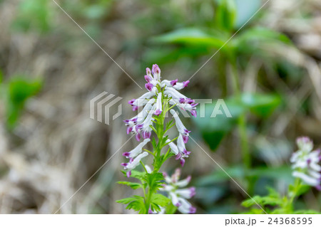 総穂花序