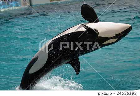 シャチ 海 キラーホエール 海のギャングの写真素材