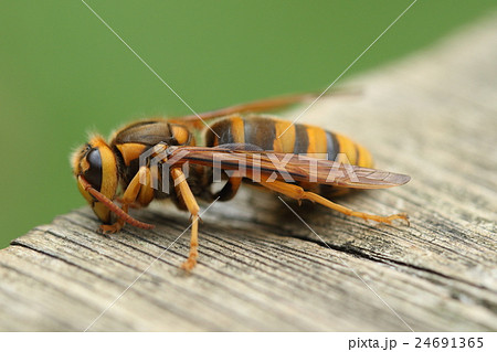 ケブカスズメバチ キイロスズメバチ 毛深雀蜂 黄色雀蜂の写真素材 - PIXTA