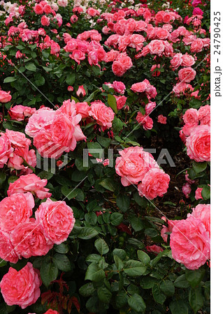 薔薇 ピンクパンサー さかき千曲川バラ公園の写真素材