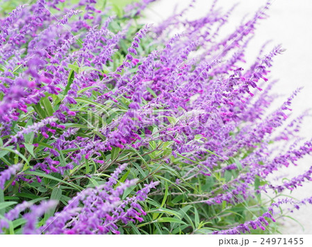 サルビア レウカンサの写真素材