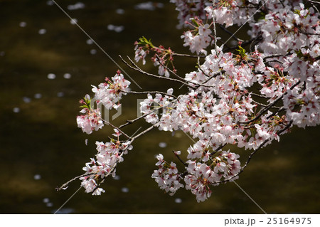 小川 桜 花びら 散り始めの写真素材 Pixta