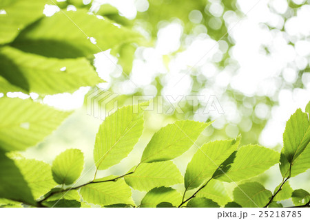 イヌシデの緑の葉の写真素材