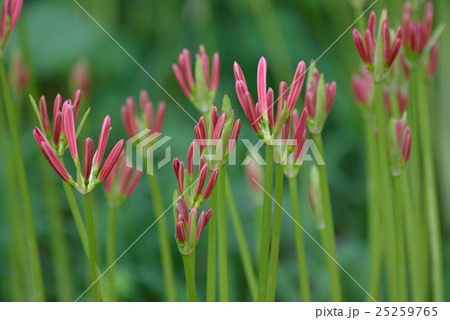 彼岸花 つぼみ 秋 曼珠沙華の写真素材