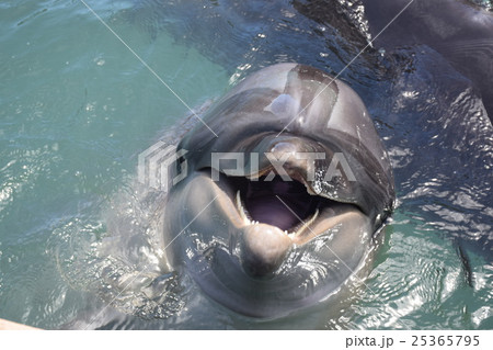 正面イルカ かわいいの写真素材