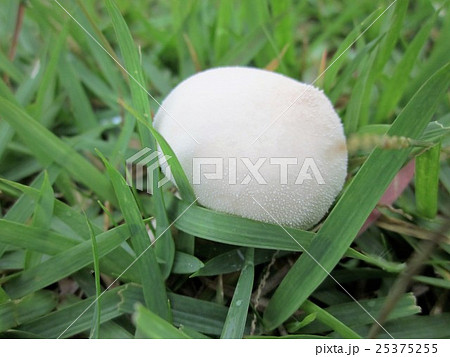 キノコ 丸い 芝生 白の写真素材