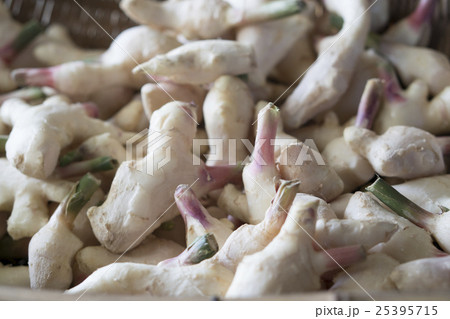 生姜 乾燥 干した 天日干しの写真素材