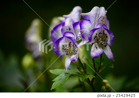 トリカブトの花の写真素材