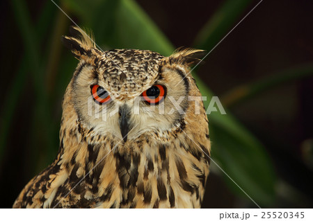 ミミズク 大きな目 背景黒 茶色の写真素材