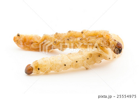 タケムシの写真素材 - PIXTA