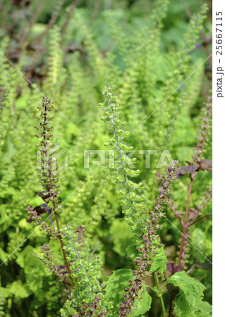 花 青しそ 植物 野菜の写真素材