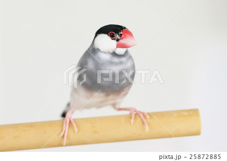 桜文鳥の写真素材 - PIXTA