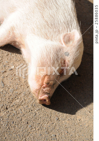 動物 豚 昼寝 ぶたの写真素材