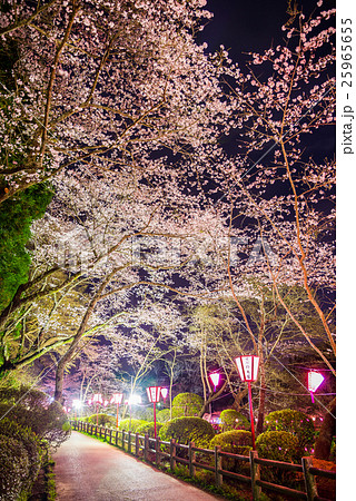 桜 花見 幻想的 輝きの写真素材