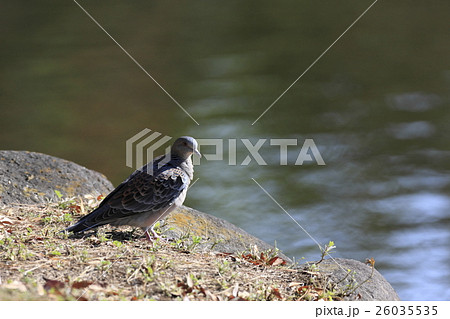 中くらいの鳥の写真素材