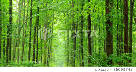 森 自然 夏 緑 樹林の写真素材