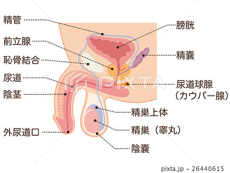 陰茎のイラスト素材