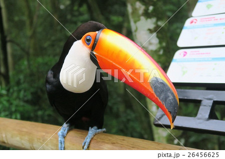 ブラジル国鳥 鳥の写真素材