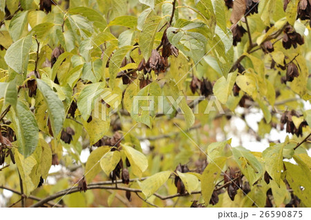 グッタペルカの写真素材 グッタペルカの写真素材