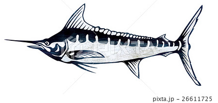 マカジキのイラスト素材
