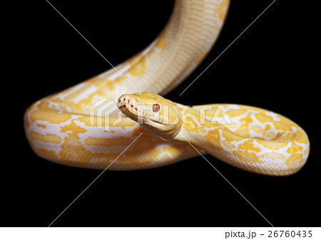 😀 岩国の白蛇 （しろへび）(Shirohebi / White snake)