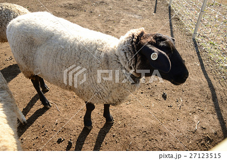 顔と足の黒い羊の写真素材