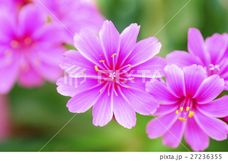 イワハナビ レウィシア 花 植物の写真素材