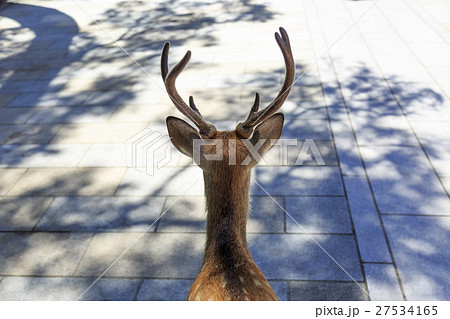鹿の後姿の写真素材