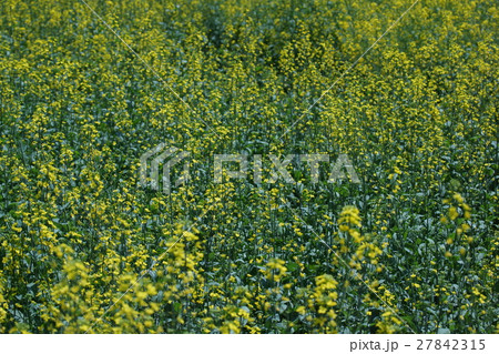 コマツナ 花 植物 蕾の写真素材 コマツナ 花 植物 蕾の写真素材