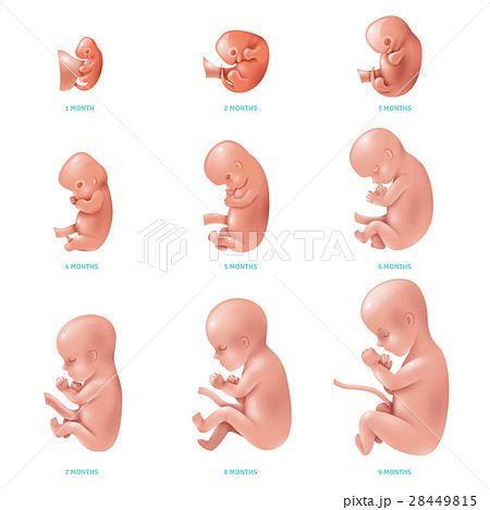 胎児 赤ちゃん 妊娠 おなかの中のイラスト素材